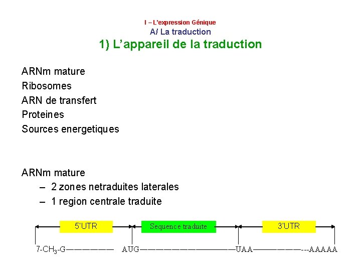 I – L’expression Génique A/ La traduction 1) L’appareil de la traduction ARNm mature