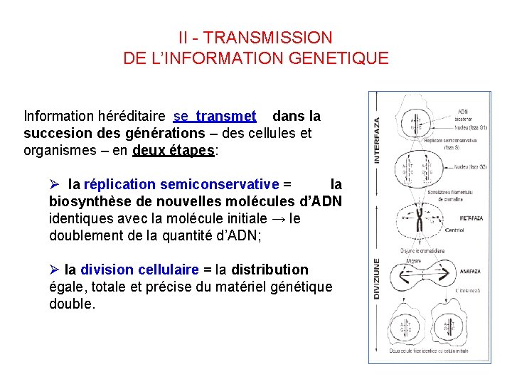 II - TRANSMISSION DE L’INFORMATION GENETIQUE Information héréditaire se transmet dans la succesion des