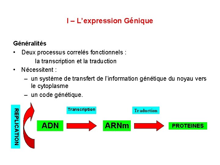 I – L’expression Génique Généralités • Deux processus correlés fonctionnels : la transcription et