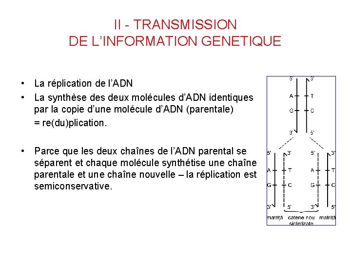 II - TRANSMISSION DE L’INFORMATION GENETIQUE • La réplication de l’ADN • La synthèse