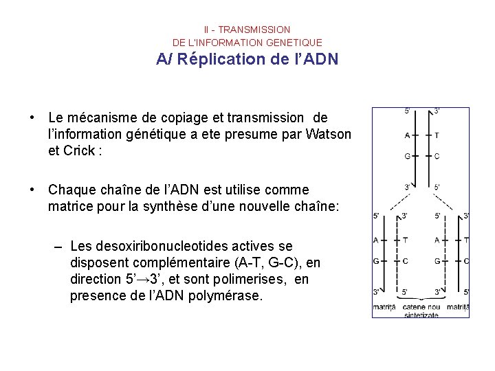 II - TRANSMISSION DE L’INFORMATION GENETIQUE A/ Réplication de l’ADN • Le mécanisme de