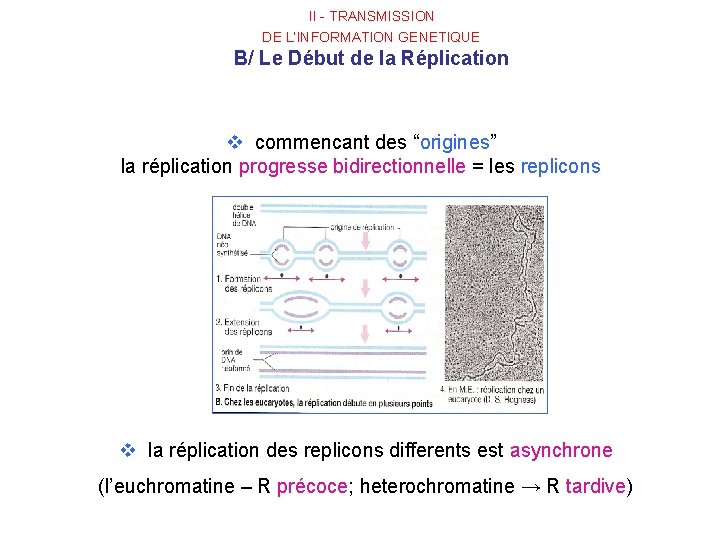 II - TRANSMISSION DE L’INFORMATION GENETIQUE B/ Le Début de la Réplication v commencant