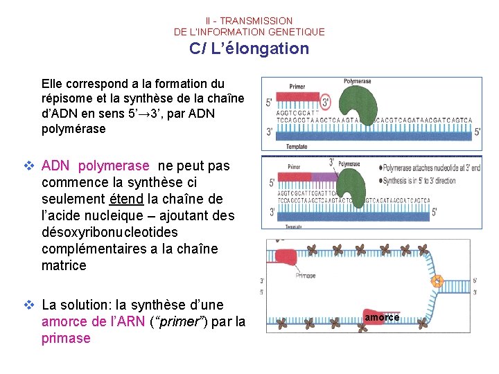 II - TRANSMISSION DE L’INFORMATION GENETIQUE C/ L’élongation Elle correspond a la formation du