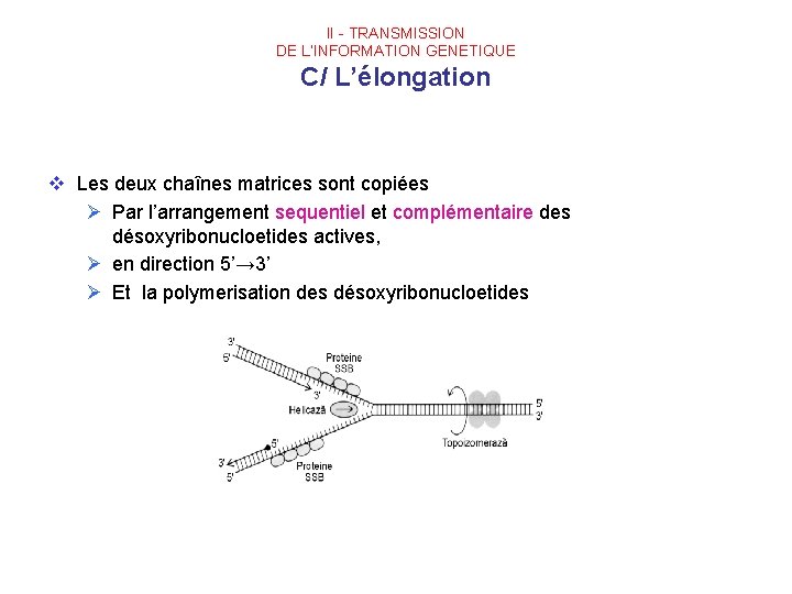 II - TRANSMISSION DE L’INFORMATION GENETIQUE C/ L’élongation v Les deux chaînes matrices sont