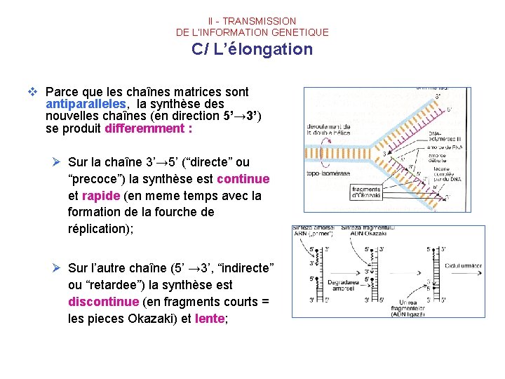 II - TRANSMISSION DE L’INFORMATION GENETIQUE C/ L’élongation v Parce que les chaînes matrices