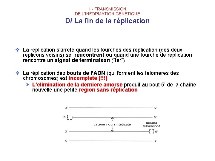 II - TRANSMISSION DE L’INFORMATION GENETIQUE D/ La fin de la réplication v La