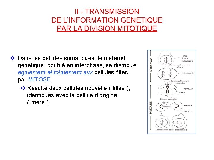 II - TRANSMISSION DE L’INFORMATION GENETIQUE PAR LA DIVISION MITOTIQUE v Dans les cellules