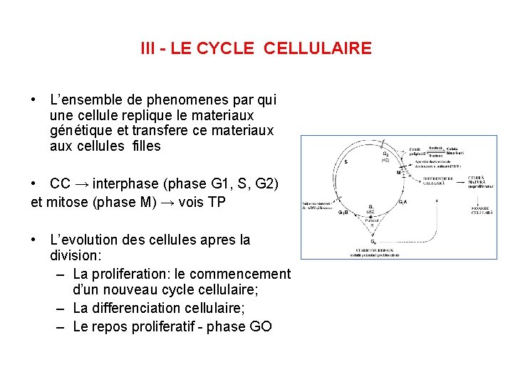 III - LE CYCLE CELLULAIRE • L’ensemble de phenomenes par qui une cellule replique