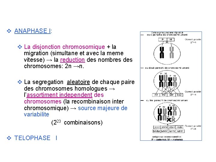 v ANAPHASE I: v La disjonction chromosomique + la migration (simultane et avec la v ANAPHASE I: v La disjonction chromosomique + la migration (simultane et avec la
