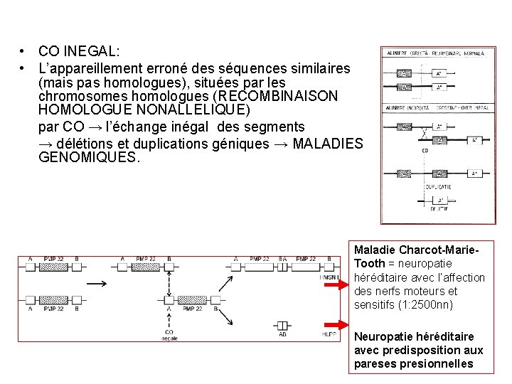  • CO INEGAL: • L’appareillement erroné des séquences similaires (mais pas homologues), situées