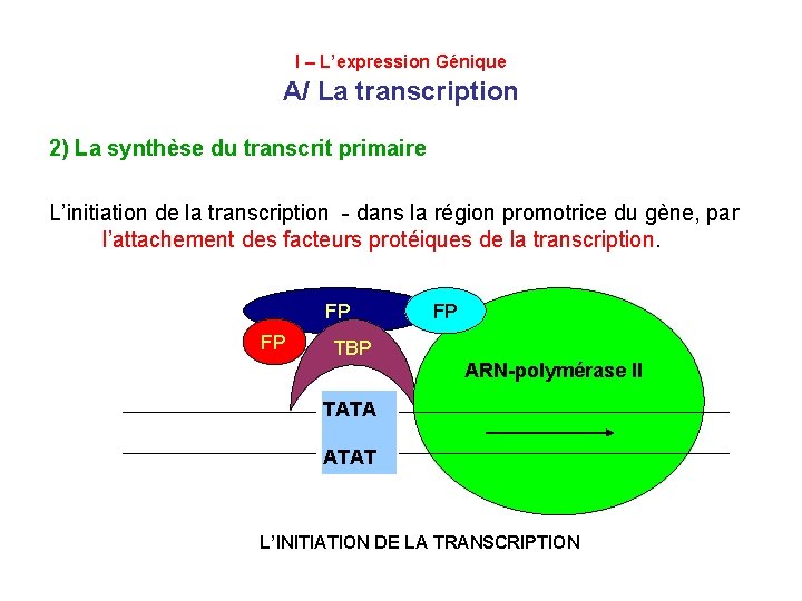 I – L’expression Génique A/ La transcription 2) La synthèse du transcrit primaire L’initiation