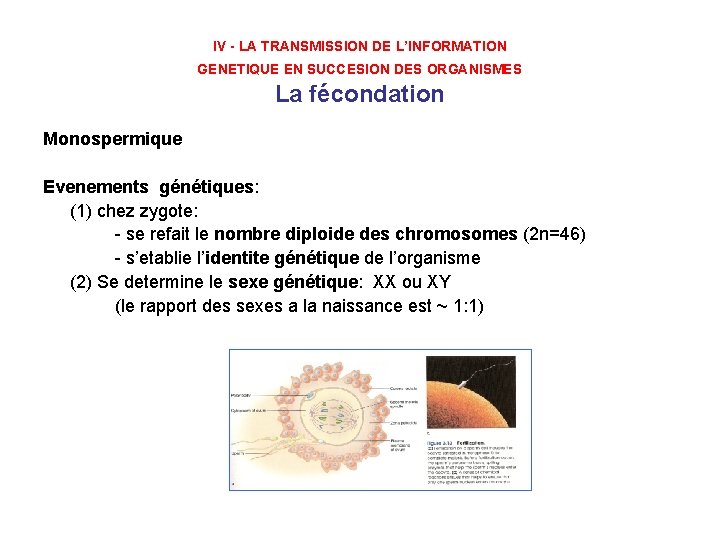 IV - LA TRANSMISSION DE L’INFORMATION GENETIQUE EN SUCCESION DES ORGANISMES La fécondation Monospermique