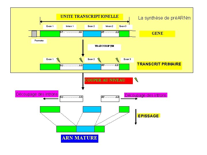 UNITE TRANSCRIPTIONELLE Exon 1 Intron 1 Exon 2 GT--- --------AG Intron 2 La synthèse