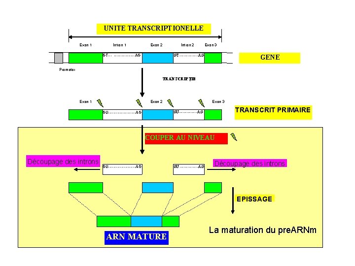 UNITE TRANSCRIPTIONELLE Exon 1 Intron 1 Exon 2 GT--- --------AG Intron 2 Exon 3 UNITE TRANSCRIPTIONELLE Exon 1 Intron 1 Exon 2 GT--- --------AG Intron 2 Exon 3