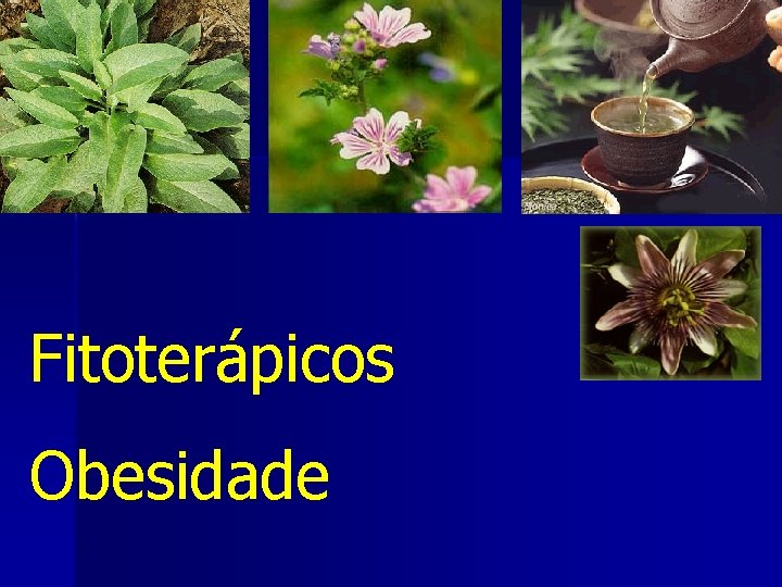 Fitoterápicos Obesidade 