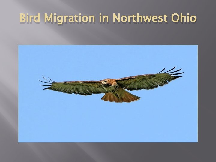 Bird Migration in Northwest Ohio 