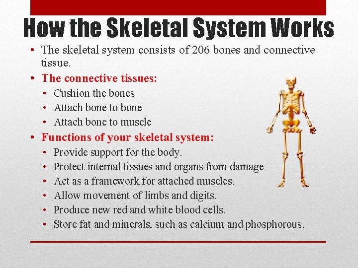 How the Skeletal System Works • The skeletal system consists of 206 bones and