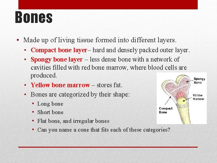 Bones • Made up of living tissue formed into different layers. • Compact bone