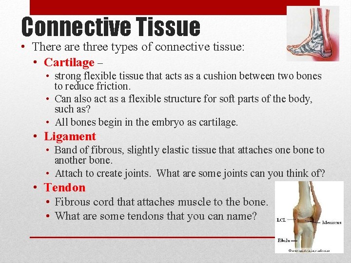 Connective Tissue • There are three types of connective tissue: • Cartilage – •