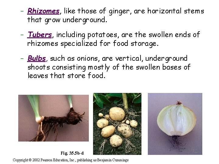 – Rhizomes, like those of ginger, are horizontal stems that grow underground. – Tubers,