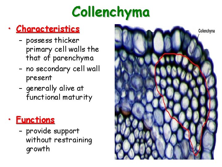 Collenchyma • Characteristics – possess thicker primary cell walls the that of parenchyma –