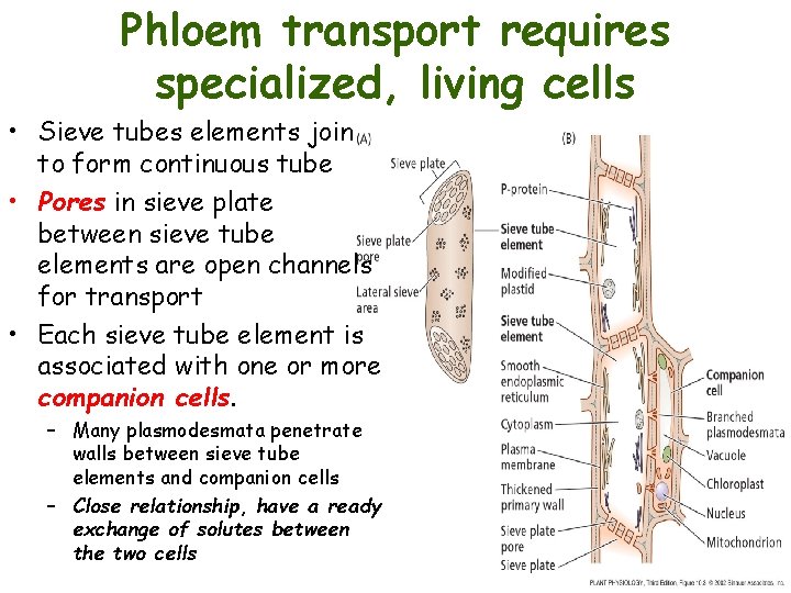 Phloem transport requires specialized, living cells • Sieve tubes elements join to form continuous