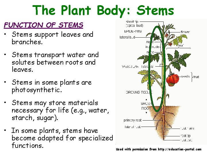 The Plant Body: Stems FUNCTION OF STEMS • Stems support leaves and branches. •