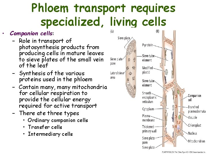 Phloem transport requires specialized, living cells • Companion cells: – Role in transport of