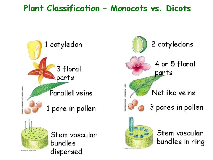 Plant Classification – Monocots vs. Dicots 1 cotyledon 3 floral parts Parallel veins 2