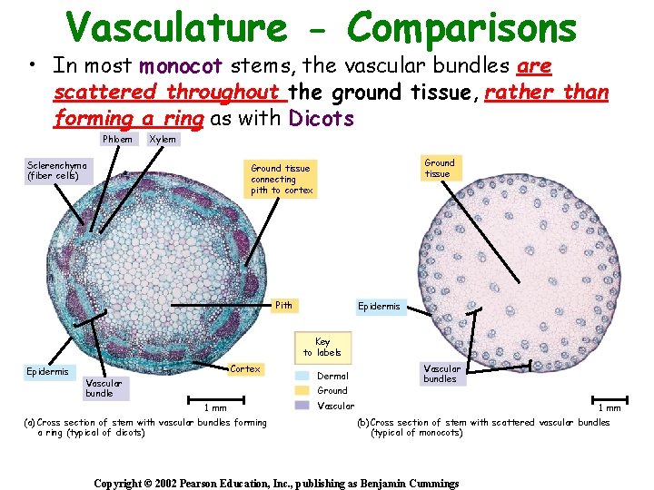 Vasculature - Comparisons • In most monocot stems, the vascular bundles are scattered throughout