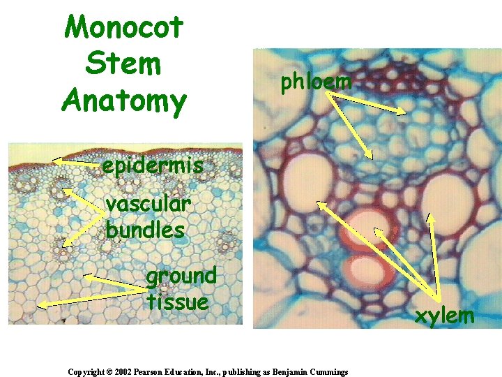 Monocot Stem Anatomy phloem epidermis vascular bundles ground tissue Copyright © 2002 Pearson Education,