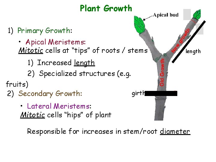 Plant Growth 1) Primary Growth: • Apical Meristems: Mitotic cells at “tips” of roots