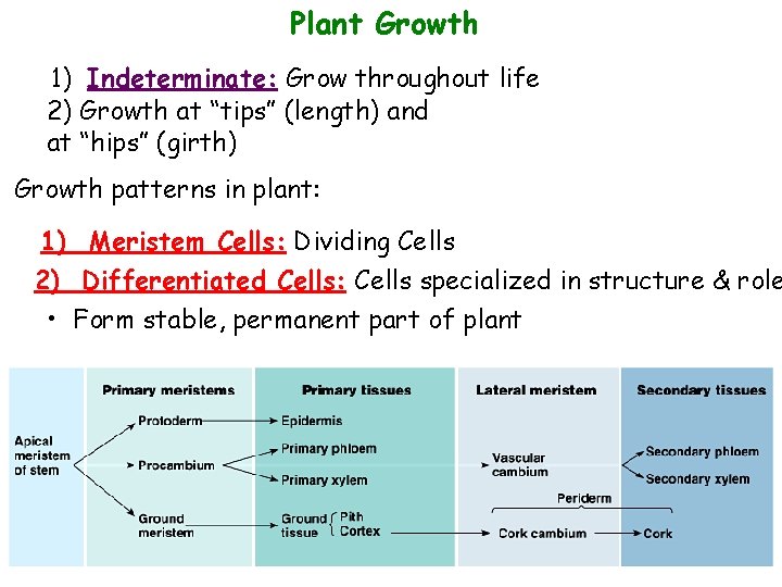 Plant Growth 1) Indeterminate: Grow throughout life 2) Growth at “tips” (length) and at