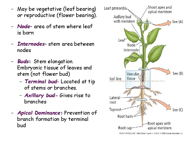 – May be vegetative (leaf bearing) or reproductive (flower bearing). – Node- area of