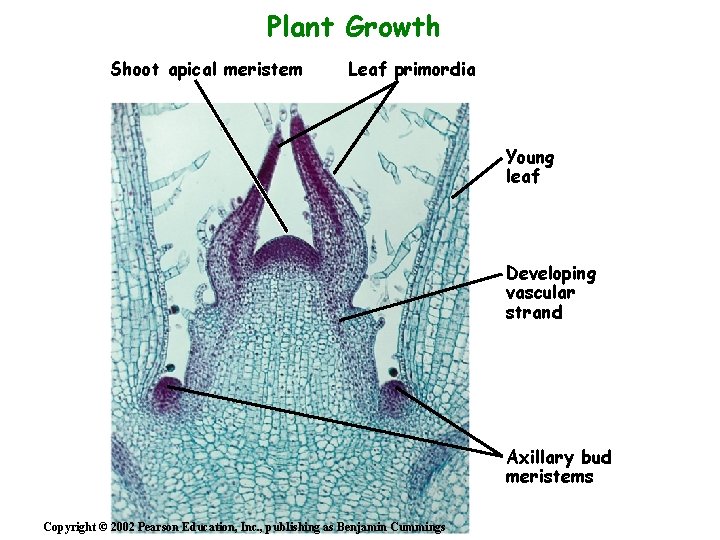 Plant Growth Shoot apical meristem Leaf primordia Young leaf Developing vascular strand Axillary bud