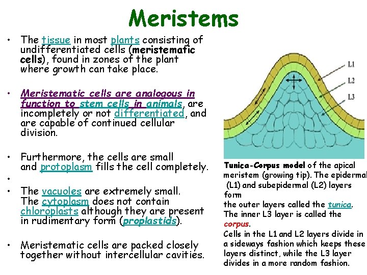 Meristems • The tissue in most plants consisting of undifferentiated cells (meristematic cells), found