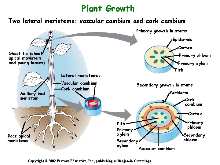 Plant Growth Two lateral meristems: vascular cambium and cork cambium Primary growth in stems