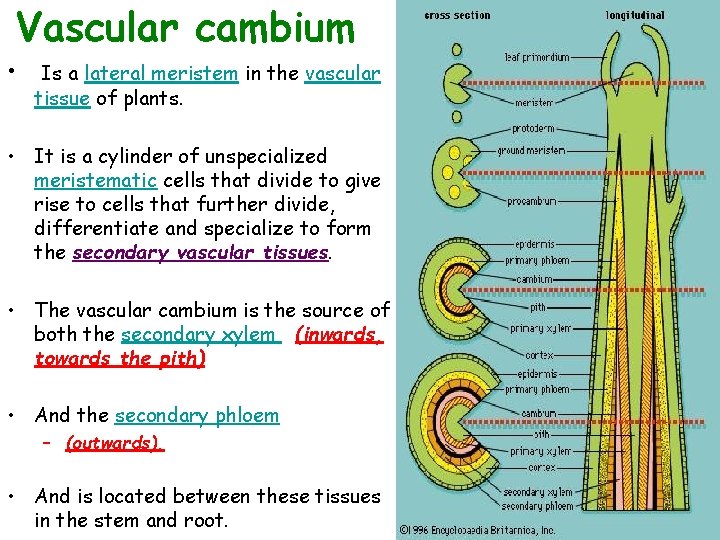 Vascular cambium • Is a lateral meristem in the vascular tissue of plants. •