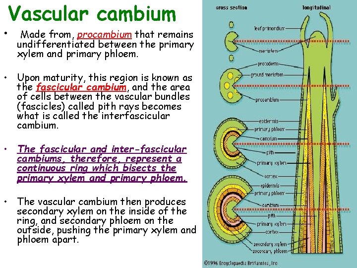 Vascular cambium • Made from, procambium that remains undifferentiated between the primary xylem and