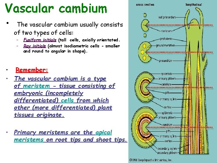 Vascular cambium • The vascular cambium usually consists of two types of cells: –