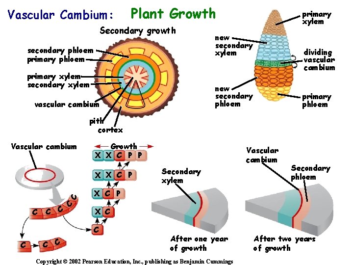 Vascular Cambium: Plant Growth Secondary growth secondary phloem primary xylem secondary xylem primary xylem