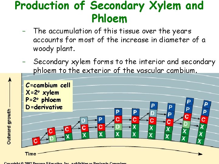 Production of Secondary Xylem and Phloem – The accumulation of this tissue over the