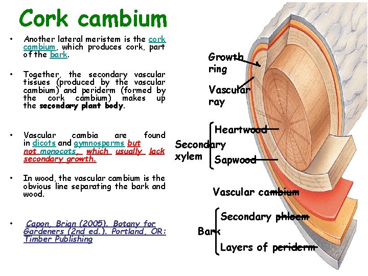  • • Cork cambium Another lateral meristem is the cork cambium, which produces