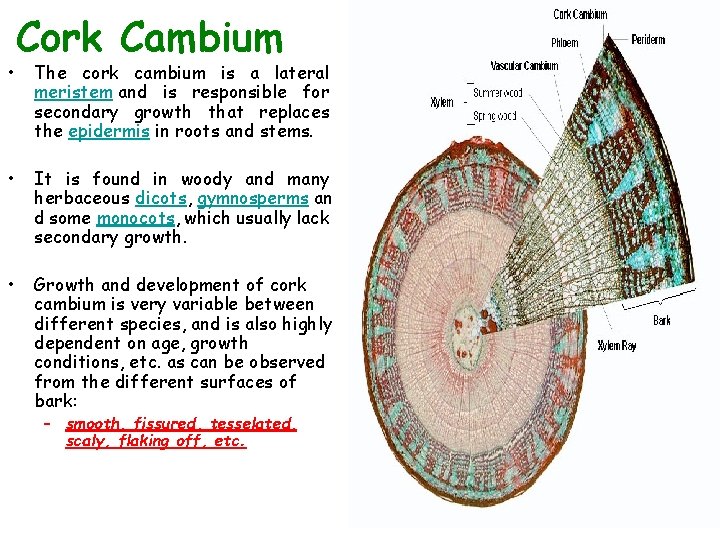  • Cork Cambium The cork cambium is a lateral meristem and is responsible