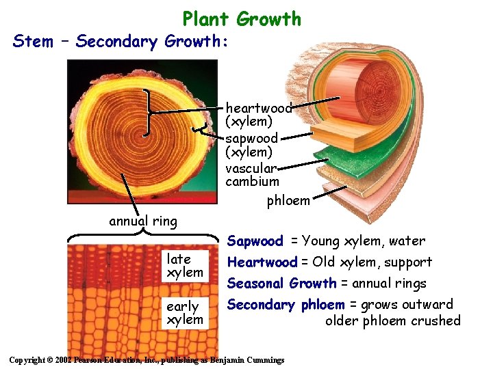 Plant Growth Stem – Secondary Growth: heartwood (xylem) sapwood (xylem) vascular cambium phloem annual