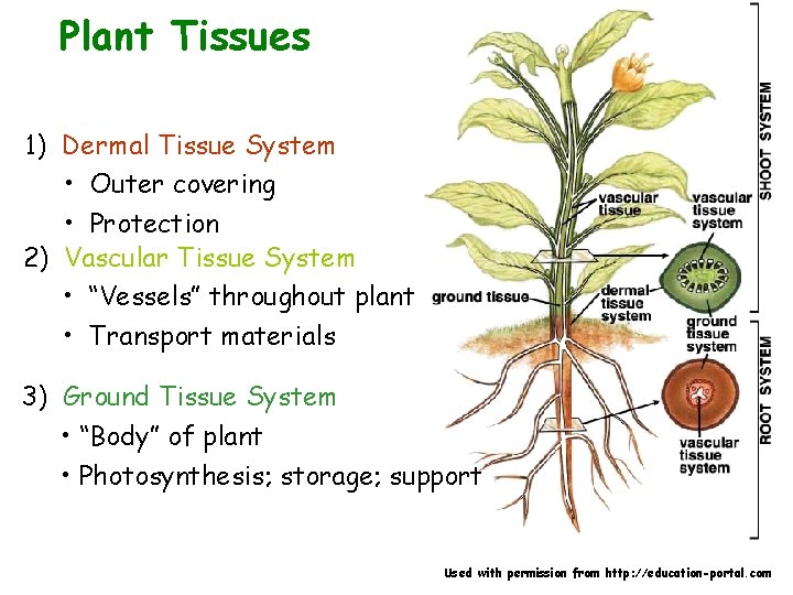 Plant Tissues 1) Dermal Tissue System • Outer covering • Protection 2) Vascular Tissue