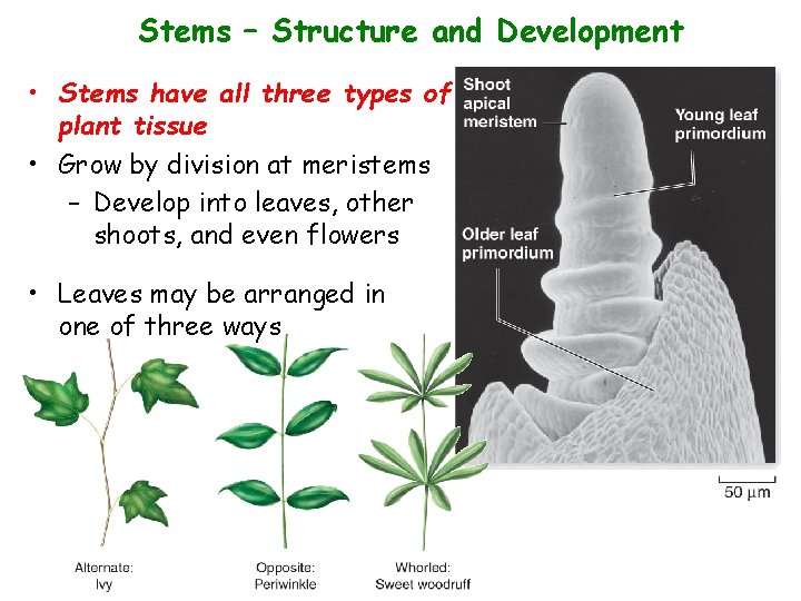 Stems – Structure and Development • Stems have all three types of plant tissue