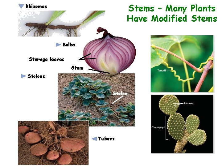 Stems – Many Plants Have Modified Stems Rhizomes Bulbs Storage leaves Stem Stolons Stolon