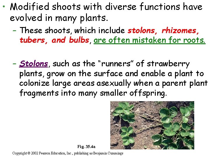  • Modified shoots with diverse functions have evolved in many plants. – These