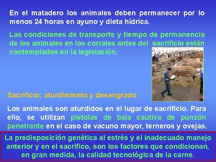 En el matadero los animales deben permanecer por lo menos 24 horas en ayuno